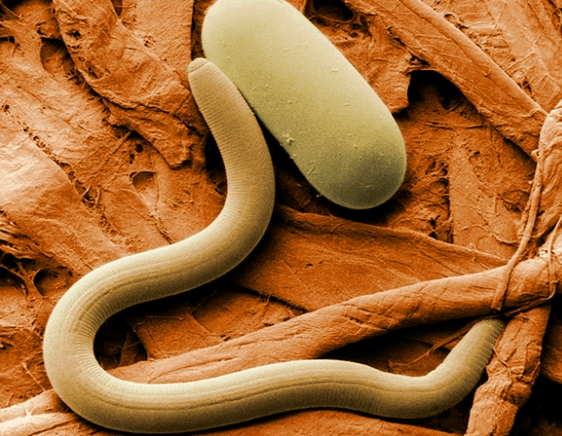 Nematoden