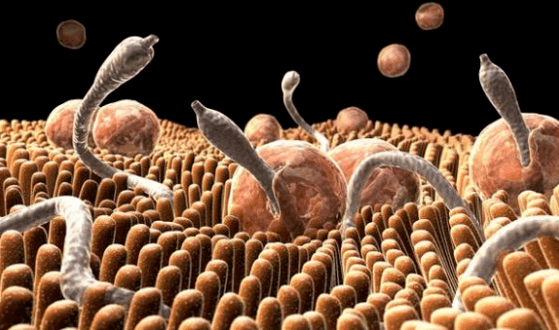Parasiten im menschlichen Körper
